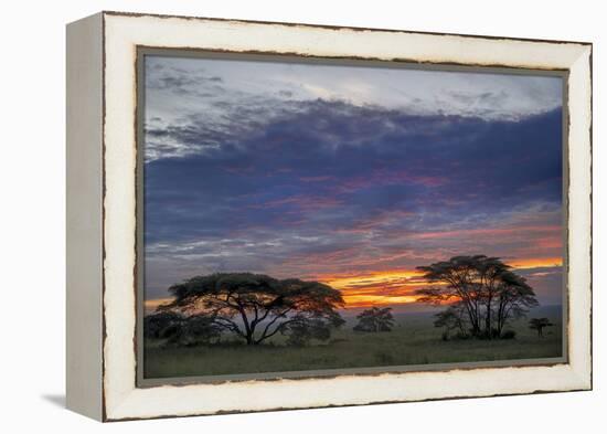 Acacia trees silhouetted at sunset, Serengeti National Park, Tanzania, Africa-Adam Jones-Framed Premier Image Canvas