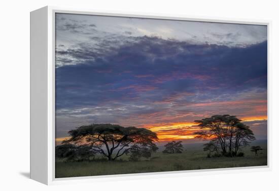 Acacia trees silhouetted at sunset, Serengeti National Park, Tanzania, Africa-Adam Jones-Framed Premier Image Canvas