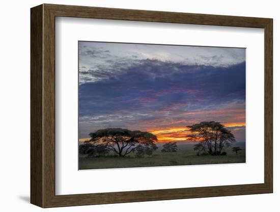 Acacia trees silhouetted at sunset, Serengeti National Park, Tanzania, Africa-Adam Jones-Framed Photographic Print