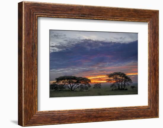 Acacia trees silhouetted at sunset, Serengeti National Park, Tanzania, Africa-Adam Jones-Framed Photographic Print