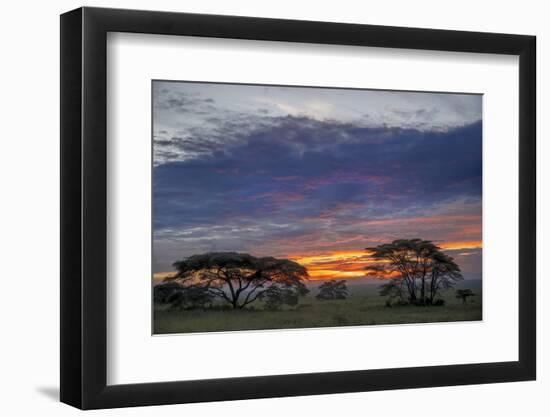 Acacia trees silhouetted at sunset, Serengeti National Park, Tanzania, Africa-Adam Jones-Framed Photographic Print