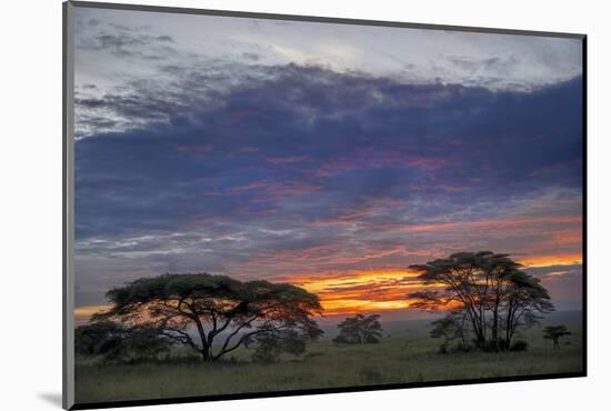 Acacia trees silhouetted at sunset, Serengeti National Park, Tanzania, Africa-Adam Jones-Mounted Photographic Print