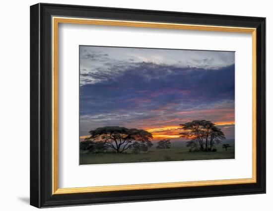 Acacia trees silhouetted at sunset, Serengeti National Park, Tanzania, Africa-Adam Jones-Framed Photographic Print