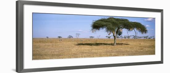 Acacia Trees with Weaver Bird Nests, Antelope and Zebras, Serengeti National Park, Tanzania-null-Framed Photographic Print