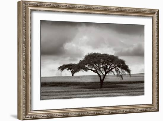 Acacia Trees-Jorge Llovet-Framed Art Print