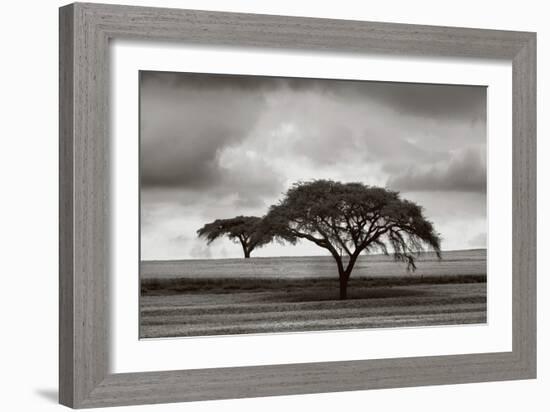 Acacia Trees-Jorge Llovet-Framed Art Print