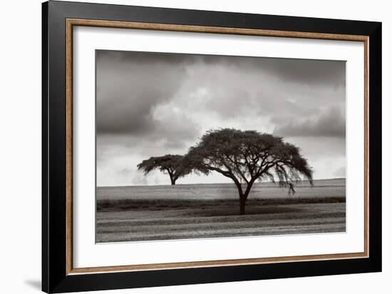 Acacia Trees-Jorge Llovet-Framed Art Print