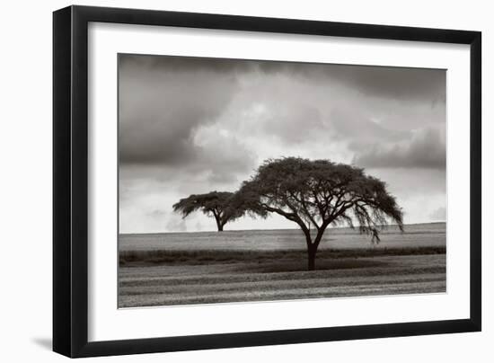 Acacia Trees-Jorge Llovet-Framed Art Print