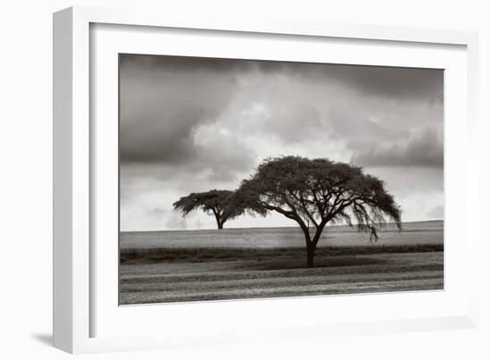 Acacia Trees-Jorge Llovet-Framed Art Print