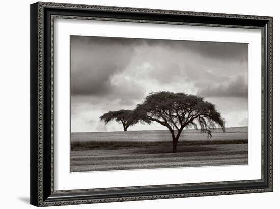 Acacia Trees-Jorge Llovet-Framed Art Print