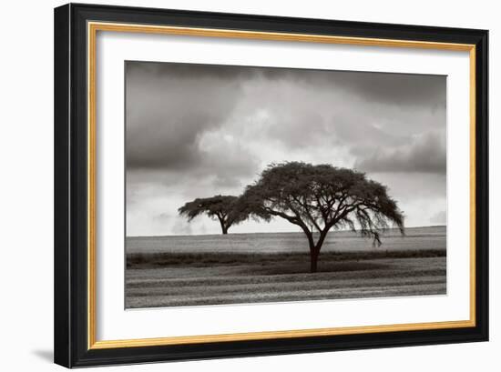 Acacia Trees-Jorge Llovet-Framed Art Print