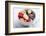 Acai Bowl-oysy-Framed Photographic Print