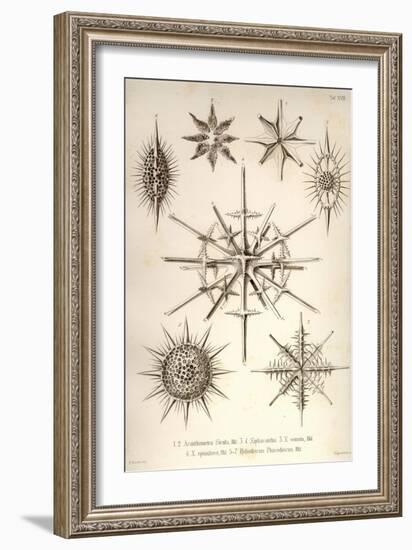 Acanthometra Sicula, Xiphacantha Types and Heliodiscus Phacodiscus-Ernst Haeckel-Framed Art Print