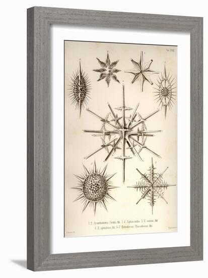 Acanthometra Sicula, Xiphacantha Types and Heliodiscus Phacodiscus-Ernst Haeckel-Framed Art Print