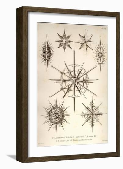 Acanthometra Sicula, Xiphacantha Types and Heliodiscus Phacodiscus-Ernst Haeckel-Framed Art Print