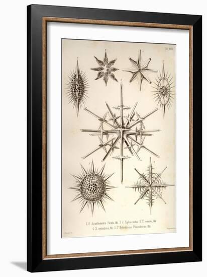 Acanthometra Sicula, Xiphacantha Types and Heliodiscus Phacodiscus-Ernst Haeckel-Framed Art Print
