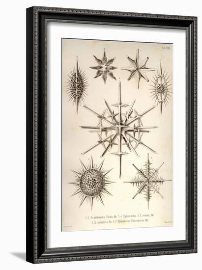 Acanthometra Sicula, Xiphacantha Types and Heliodiscus Phacodiscus-Ernst Haeckel-Framed Art Print