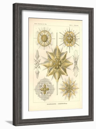 Acanthometra - Stachelstrahlinge, Pl.21 from 'Kunstformen Der Natur', Engraved by Adolf Giltsch,…-Ernst Haeckel-Framed Giclee Print