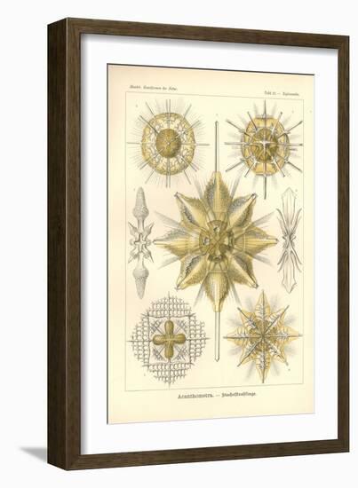 Acanthometra - Stachelstrahlinge, Pl.21 from 'Kunstformen Der Natur', Engraved by Adolf Giltsch,…-Ernst Haeckel-Framed Giclee Print