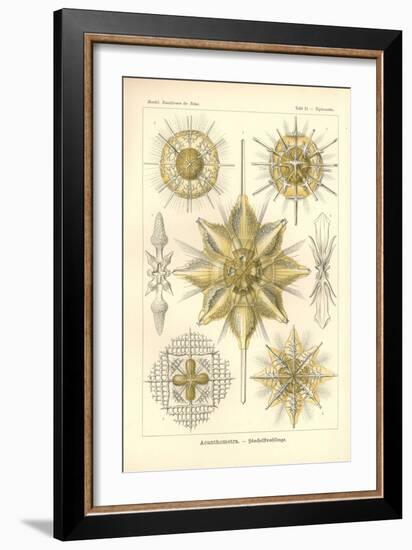 Acanthometra - Stachelstrahlinge, Pl.21 from 'Kunstformen Der Natur', Engraved by Adolf Giltsch,…-Ernst Haeckel-Framed Giclee Print