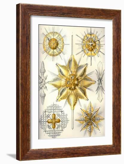 Acanthometra-Ernst Haeckel-Framed Art Print