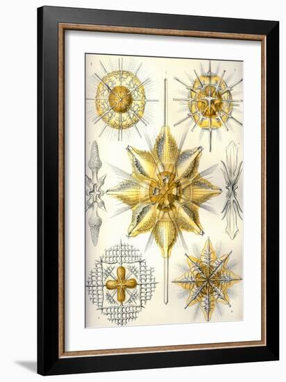 Acanthometra-Ernst Haeckel-Framed Art Print