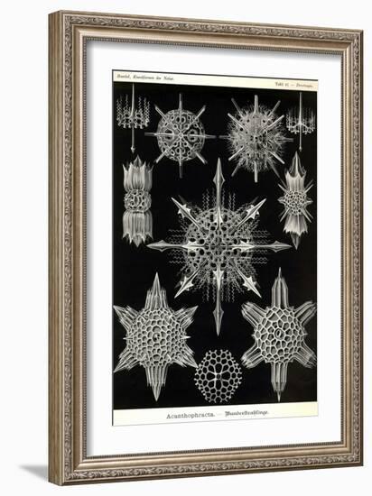 Acanthophracta-Ernst Haeckel-Framed Art Print