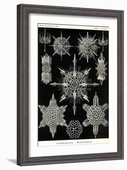 Acanthophracta-Ernst Haeckel-Framed Art Print