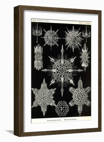 Acanthophracta-Ernst Haeckel-Framed Art Print