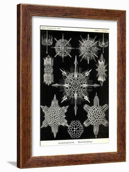 Acanthophracta-Ernst Haeckel-Framed Art Print