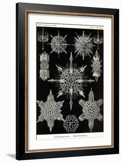 Acanthophracta-Ernst Haeckel-Framed Art Print