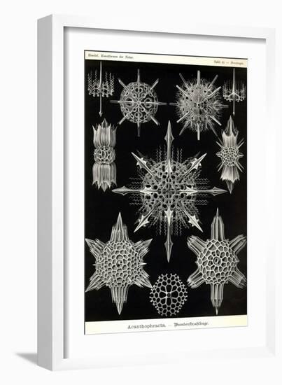 Acanthophracta-Ernst Haeckel-Framed Art Print