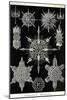 Acanthophracta-Ernst Haeckel-Mounted Art Print