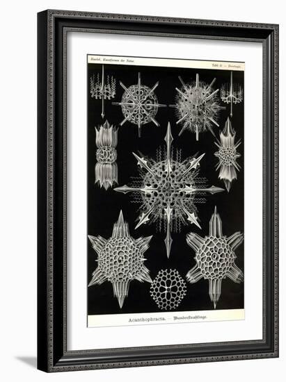 Acanthophracta-Ernst Haeckel-Framed Art Print