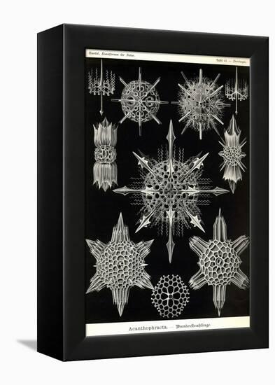 Acanthophracta-Ernst Haeckel-Framed Stretched Canvas