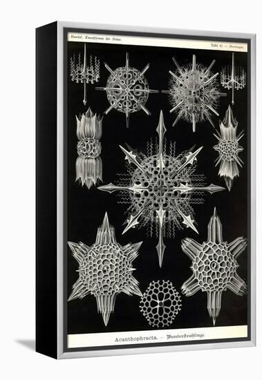 Acanthophracta-Ernst Haeckel-Framed Stretched Canvas