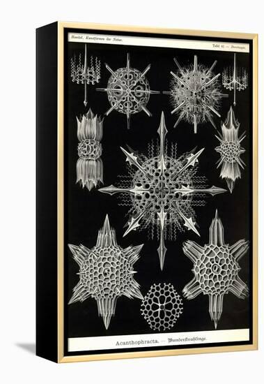 Acanthophracta-Ernst Haeckel-Framed Stretched Canvas