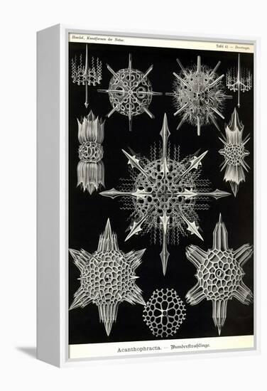 Acanthophracta-Ernst Haeckel-Framed Stretched Canvas