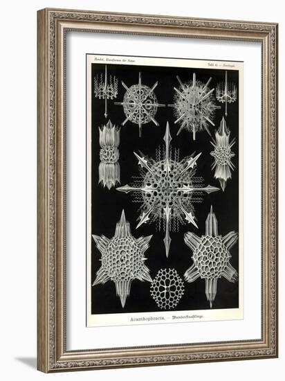 Acanthophracta-null-Framed Giclee Print