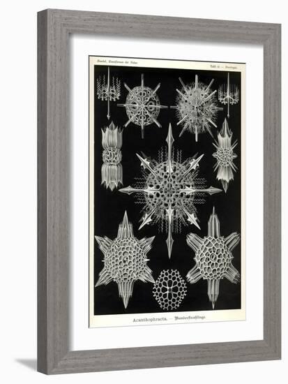 Acanthophracta-null-Framed Giclee Print