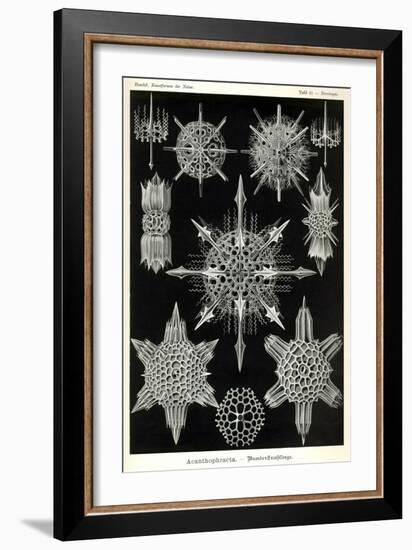 Acanthophracta-null-Framed Giclee Print