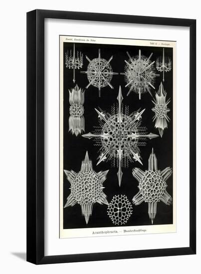 Acanthophracta-null-Framed Giclee Print