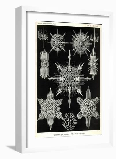 Acanthophracta-null-Framed Giclee Print