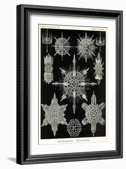 Acanthophracta-null-Framed Giclee Print