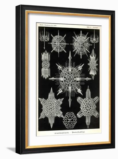 Acanthophracta-null-Framed Giclee Print