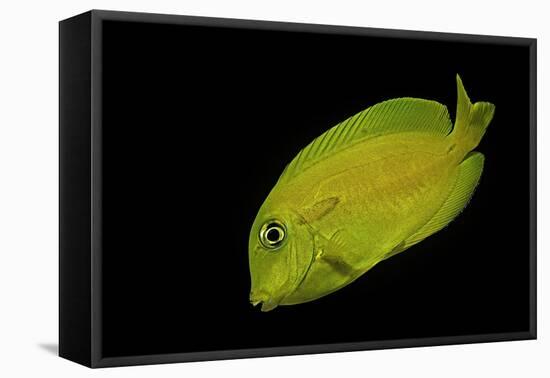Acanthurus Olivaceus (Orangespot Surgeonfish) - Young-Paul Starosta-Framed Premier Image Canvas