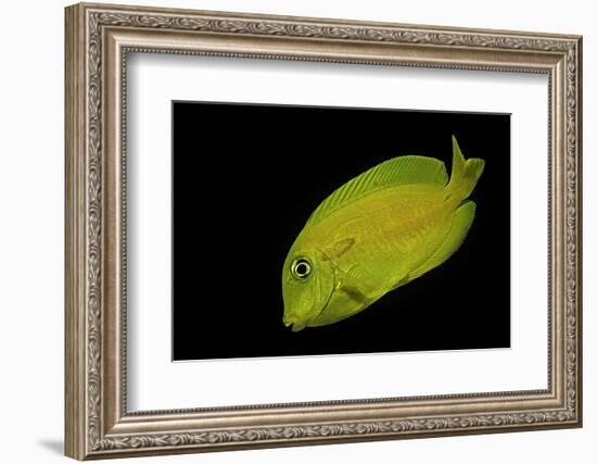 Acanthurus Olivaceus (Orangespot Surgeonfish) - Young-Paul Starosta-Framed Photographic Print