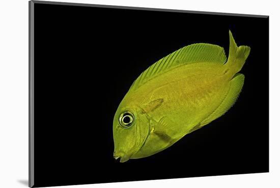 Acanthurus Olivaceus (Orangespot Surgeonfish) - Young-Paul Starosta-Mounted Photographic Print