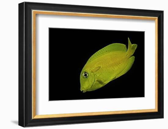 Acanthurus Olivaceus (Orangespot Surgeonfish) - Young-Paul Starosta-Framed Photographic Print