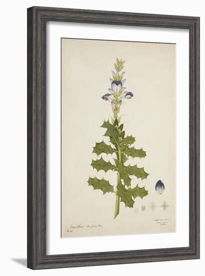 Acanthus Illicifolius Linn, 1800-10-null-Framed Giclee Print